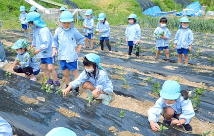 芋の苗植え